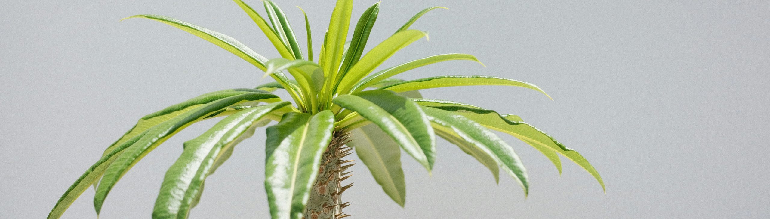 The Fake Plant That Changed How I Think About AI